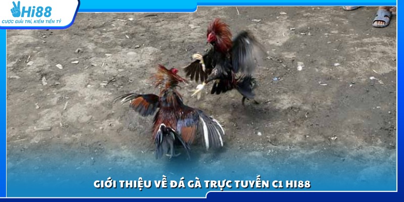 Khám phá hình thức đá gà trực tuyến c1 Hi88